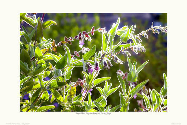 Summer-dry Art Print featuring the photograph Lepechinia fragrans - Pitcher Sage by Saxon Holt