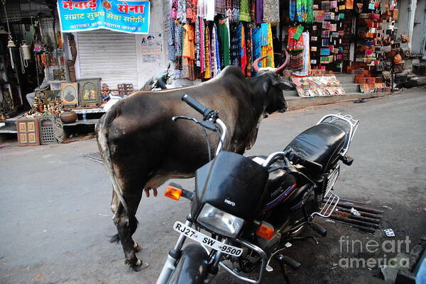 India Art Print featuring the photograph Holy Cow and Motorcycle by Jacqueline M Lewis