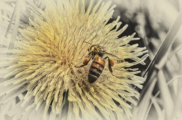 Honeybee Art Print featuring the photograph Honey Bee Meets Dandy Lion by Sue Capuano