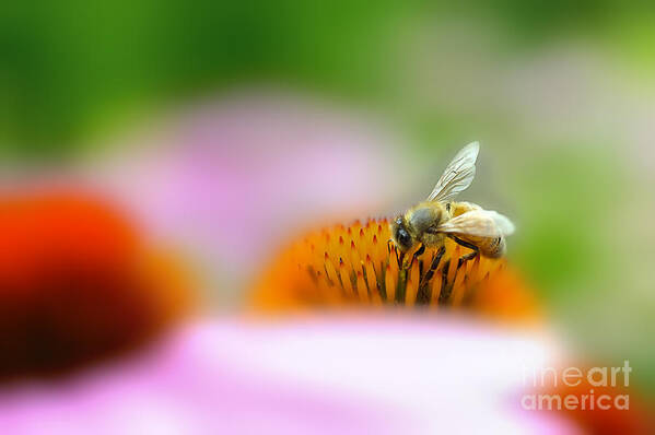 Bee Art Print featuring the photograph Honey bee probing for food by Dan Friend