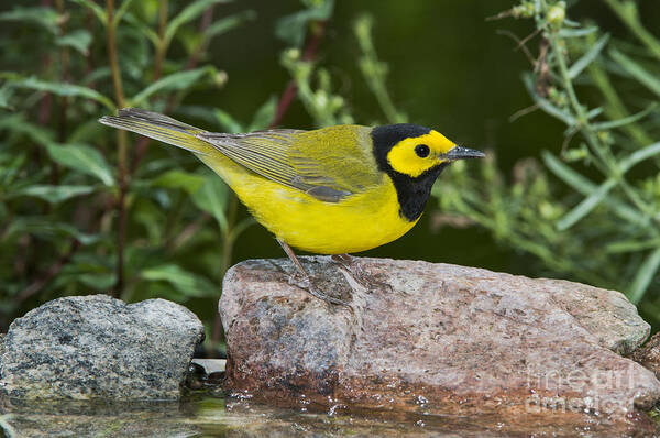 Hooded Warbler Art Print featuring the photograph Hooded Warbler by Anthony Mercieca