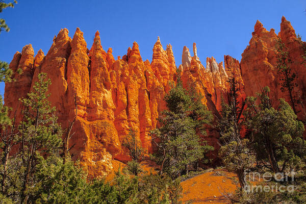 Bryce Canyon Art Print featuring the photograph Hoodoos Along the Trail by Robert Bales