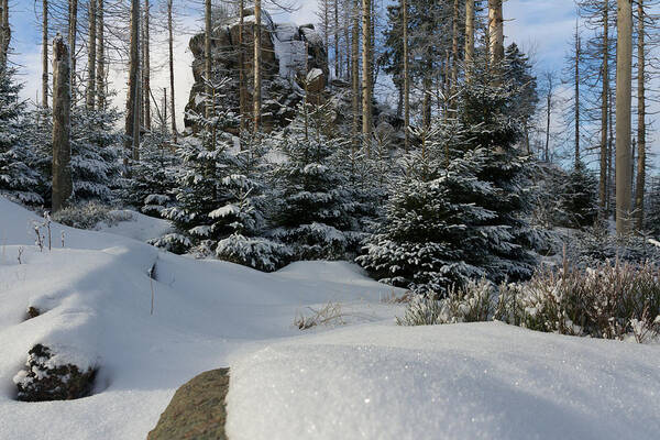 Nature Art Print featuring the photograph Hopfensack, Harz by Andreas Levi