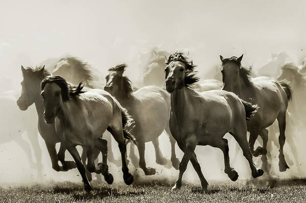 Horses Art Print featuring the photograph Horse by Heidi Bartsch