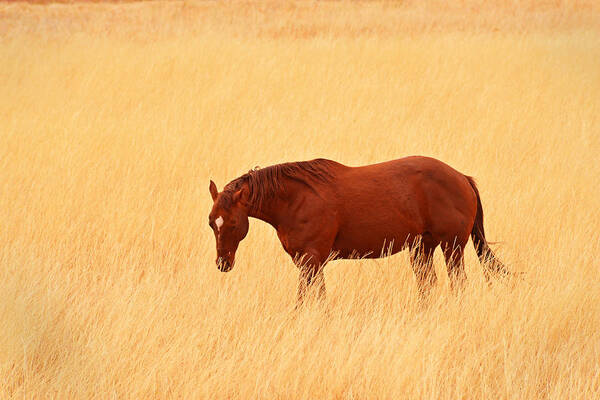  Art Print featuring the photograph Horse in Meadow - Capitol Reef Park - Utah by Dana Sohr