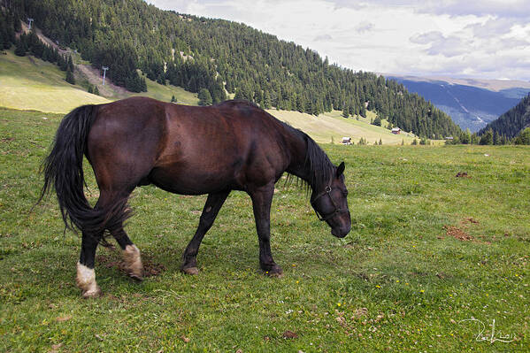 Horse Art Print featuring the photograph Horse in the Alps by Raffaella Lunelli