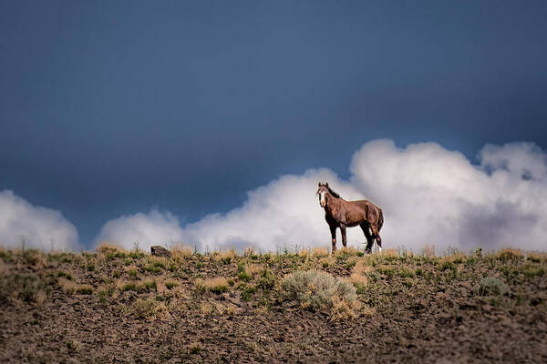 Wild Horse Art Print featuring the photograph Horse in the Clouds by Janis Knight