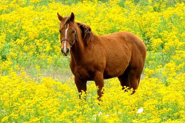 Texas Art Print featuring the photograph Horse in Wildflowers by Marilyn Burton