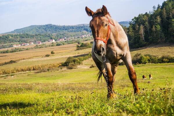 Horse Art Print featuring the photograph Horse by Mesaros Ronel