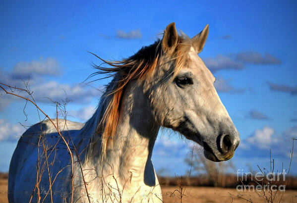 Horse Art Print featuring the photograph Horse by Savannah Gibbs