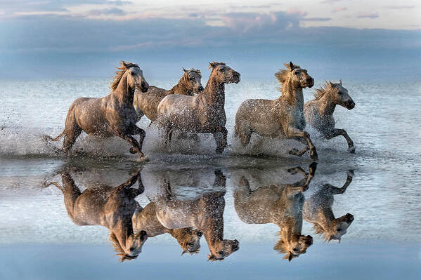 Horses Art Print featuring the photograph Horses And Reflection by Xavier Ortega