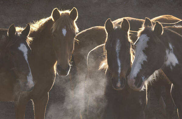 Feb0514 Art Print featuring the photograph Horses At Round Up Ecuador by Pete Oxford