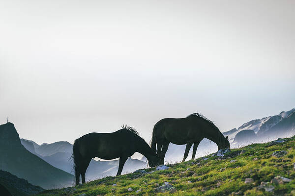 Horse Art Print featuring the photograph Horses Grazing, Dolomites by Deimagine