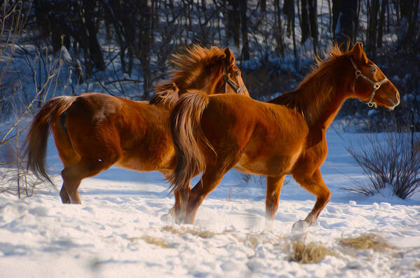 Horse Art Print featuring the photograph Horses in motion by Tracy Winter