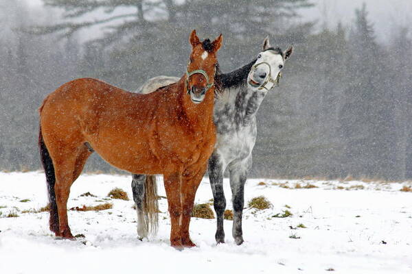 Canada Art Print featuring the photograph Horses in the snow by Gary Corbett