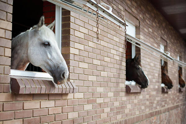 Horse Art Print featuring the photograph Horses Looking From The Windows Of A by O sa