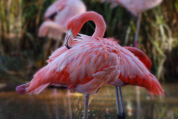 Flamingo Art Print featuring the photograph face mask Hot Pink by Patricia Dennis