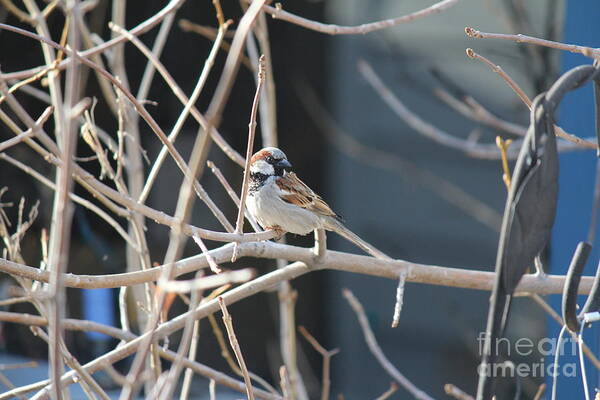 House Sparrow Art Print featuring the photograph House Sparrow by Ann E Robson