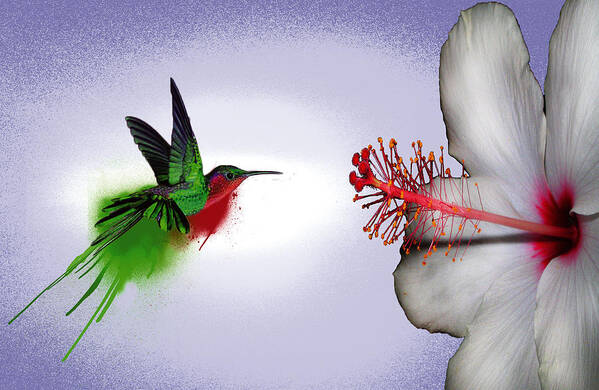 Hummingbird In Flight Art Print featuring the digital art Hummer splash in flight by Diana Shively