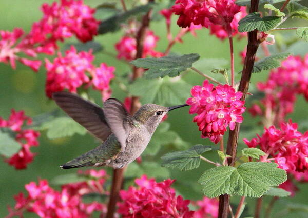 Animals Art Print featuring the photograph Hummingbird in the Flowering Currant by Angie Vogel