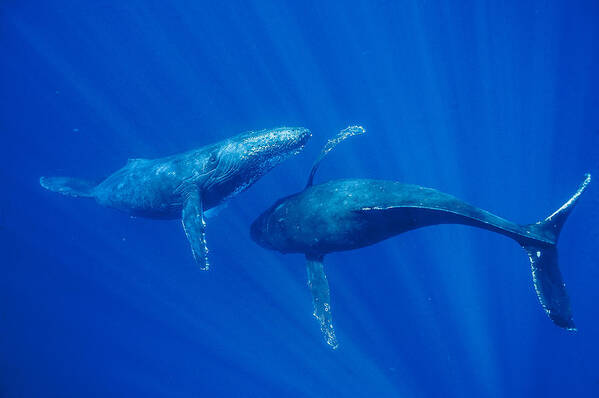 Feb0514 Art Print featuring the photograph Humpback Whale Males Interacting Maui by Flip Nicklin