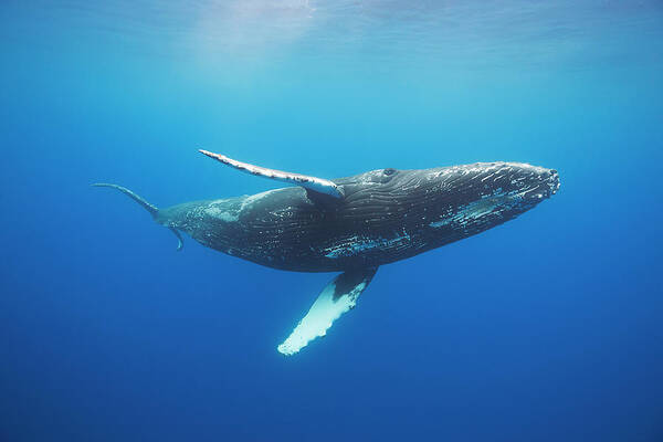 Baleen Art Print featuring the photograph Humpback Whale Megaptera Novaeangliae by Dave Fleetham