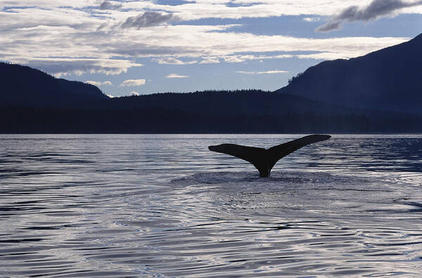 Feb0514 Art Print featuring the photograph Humpback Whale Tail At Sunset Southeast by Flip Nicklin