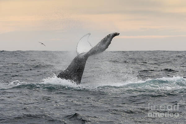 Humpback Whale Art Print featuring the photograph Humpy by Scott Kerrigan