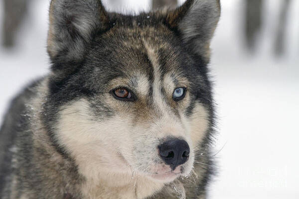 Husky Art Print featuring the photograph Husky dog breading centre by Lilach Weiss