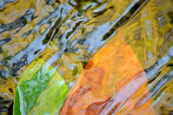 Leaves Art Print featuring the photograph Hydrodynamic Duo by Laureen Murtha Menzl