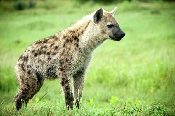 Botswana Art Print featuring the photograph Hyena by Stevenallan