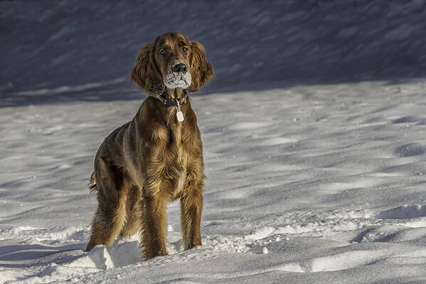 Dog Art Print featuring the photograph I am ready by Robert Krajnc