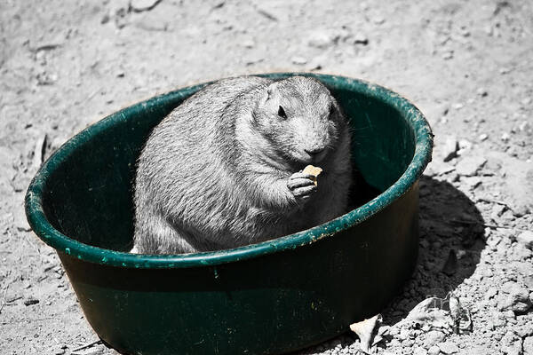 Prairie Art Print featuring the photograph I Just Ate A Little Bit by Ms Judi