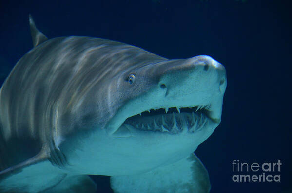 Shark Art Print featuring the photograph I see you by Frank Larkin