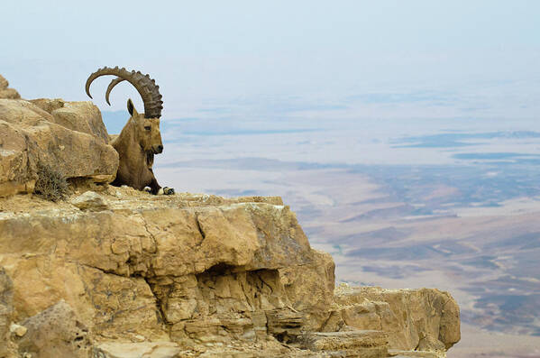 Horned Art Print featuring the photograph Ibex On Ledge by Ilan Shacham