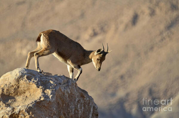 Ibex Art Print featuring the photograph Ibex on the rock by Arik Baltinester
