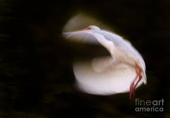 Threskiornis Spinicollis Art Print featuring the photograph Ibis In Flight by J L Woody Wooden