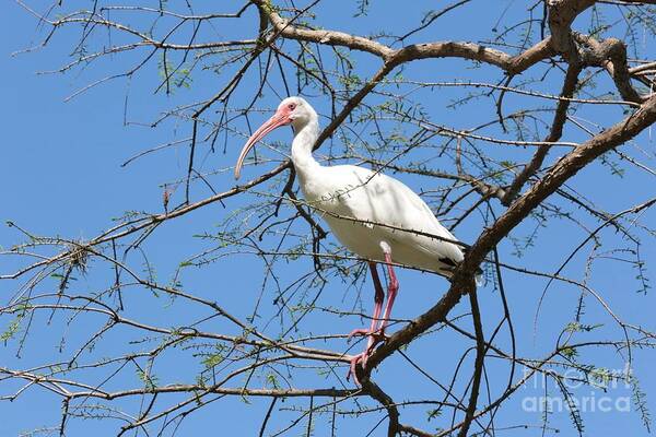 Ibis Art Print featuring the photograph Ibis in Tree by Carol Groenen