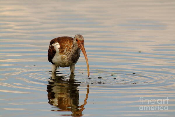 Animal Art Print featuring the photograph Ibis by Robert Frederick