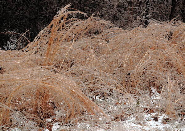 Ice Art Print featuring the photograph Ice And Dry Grass by Daniel Reed