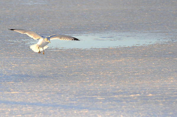 Seagull Art Print featuring the photograph Ice Landing by Terry DeLuco