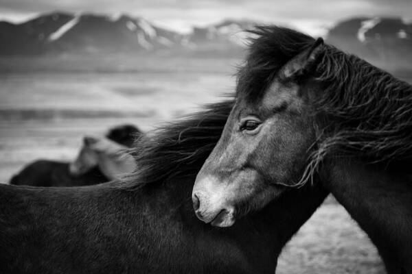 Icelandic Horse Art Print featuring the photograph Icelandic Horses by Dave Bowman