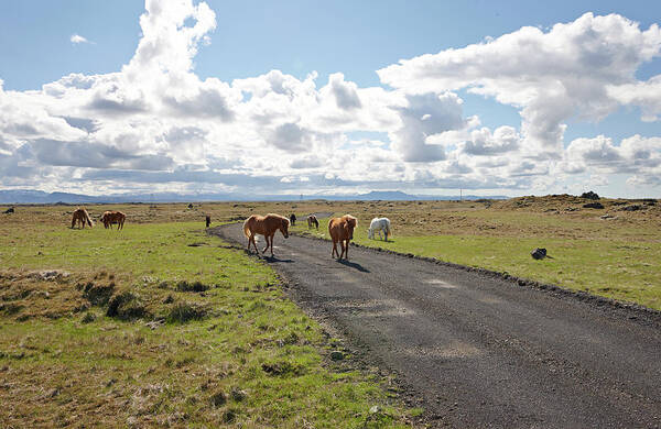 Horse Art Print featuring the photograph Icelandic Horses Iceland by Thomas Juul