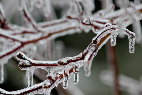 Ice Art Print featuring the photograph Icy branches by Jewels Hamrick