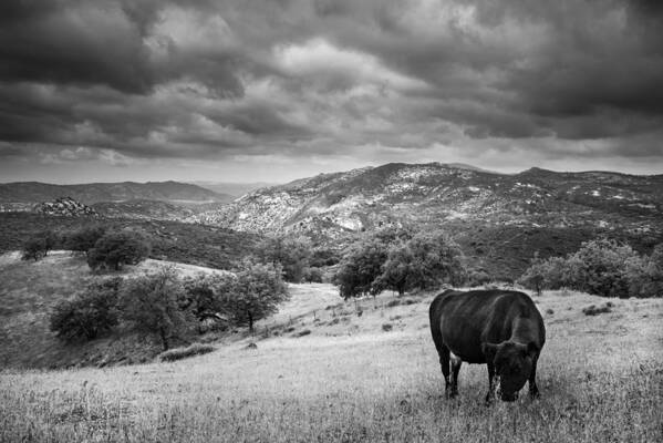 Animals Art Print featuring the photograph Idyll with Cow by Alexander Kunz
