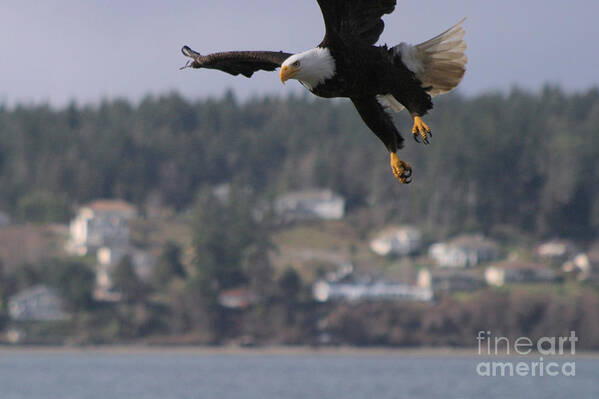 Animals Art Print featuring the photograph I'm Coming In For A Landing by Kym Backland