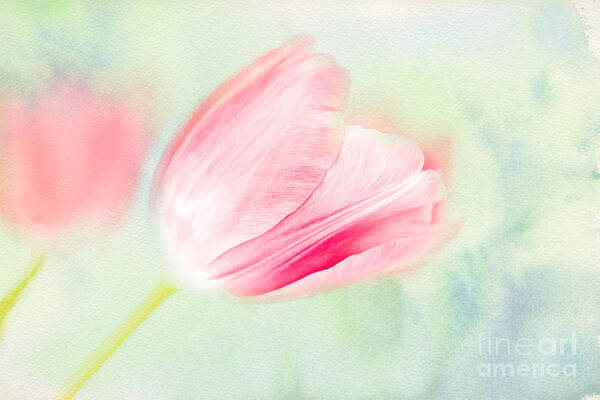 Tulips Art Print featuring the photograph Impressions of Spring - III by Marilyn Cornwell