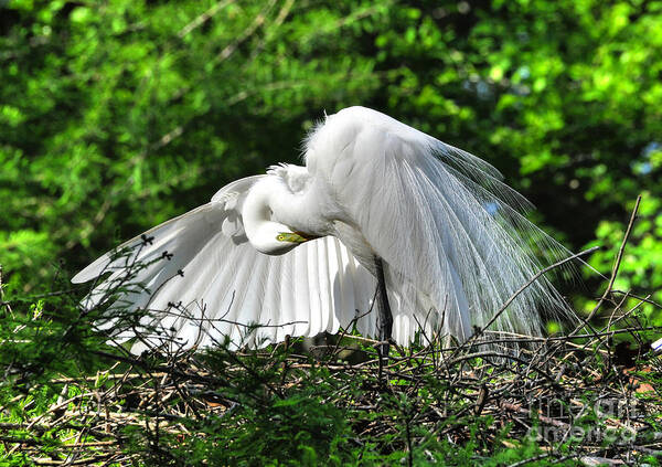 Egret Art Print featuring the photograph In All His Glory by Kathy Baccari