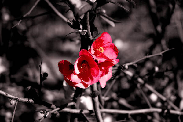 Red Art Print featuring the photograph In black and white? by AM FineArtPrints