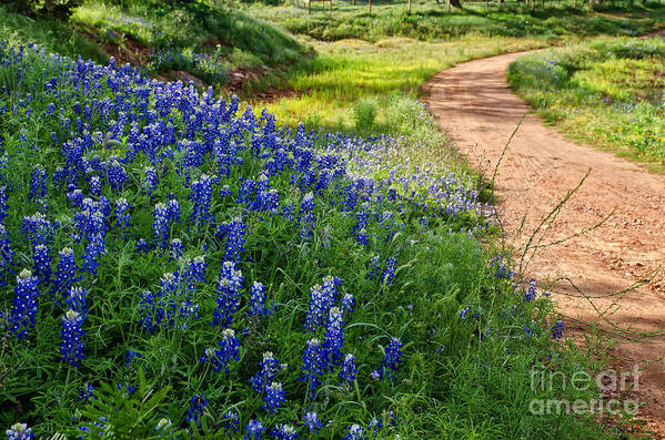 Landscape Art Print featuring the photograph In bloom by Cathy Alba